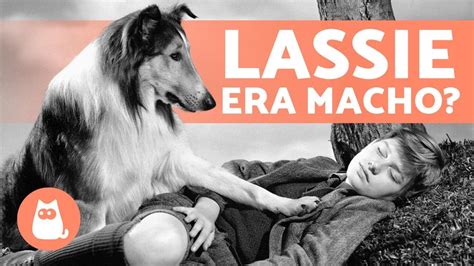 A Verdade Sobre O Cachorro Que Interpretou Lassie 🐶🎬 Pal Youtube