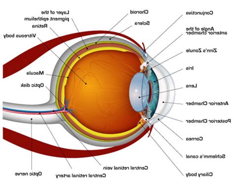 Printable Human Eye Diagrams 101 Diagrams