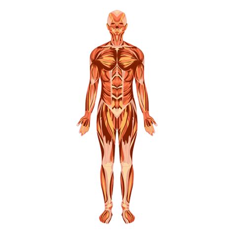 ¿qué es un cuerpo humano? Cuerpo humano anatomía del sistema muscular - Descargar ...