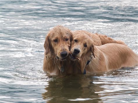 Two Swimming Golden Retrievers In Lake George By Andymars Redbubble
