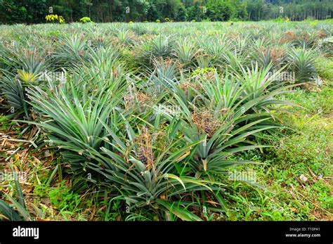 Pineapple Plantation At The Tropical Koh Chang Island Thailand Stock