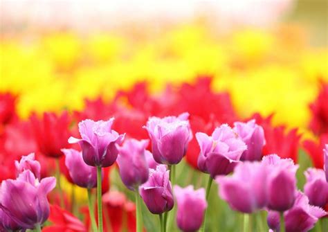 Scenic Flower Wallpapers Top Free Scenic Flower Backgrounds