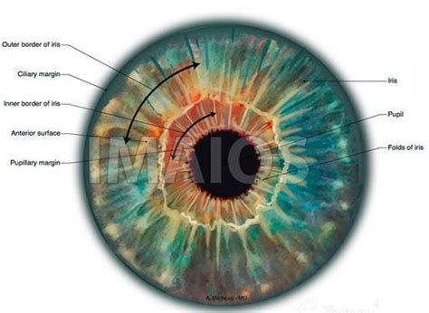 Iris Outer Border Of Iris Pupil Folds Of Iris Eye Illustration