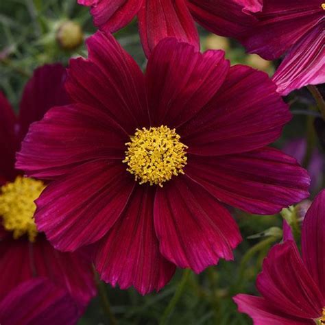 Cosmos Seeds 43 Top Cosmos Annual Flower Seeds