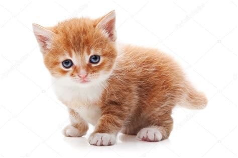 Ginger Kitty Stock Photo By ©dimasobkod 12068697