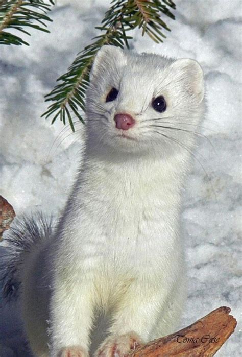 17 Best Images About Stoat Mustela Erminea Stoats Also Known As