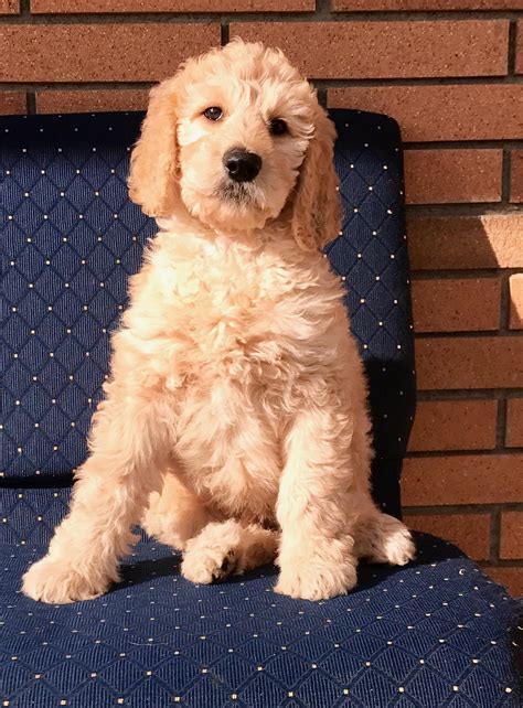 These are just a few amazing benefits of crate training your goldendoodle. Goldilocks, Trained F1B Goldendoodle Puppy - Man's Best Friend