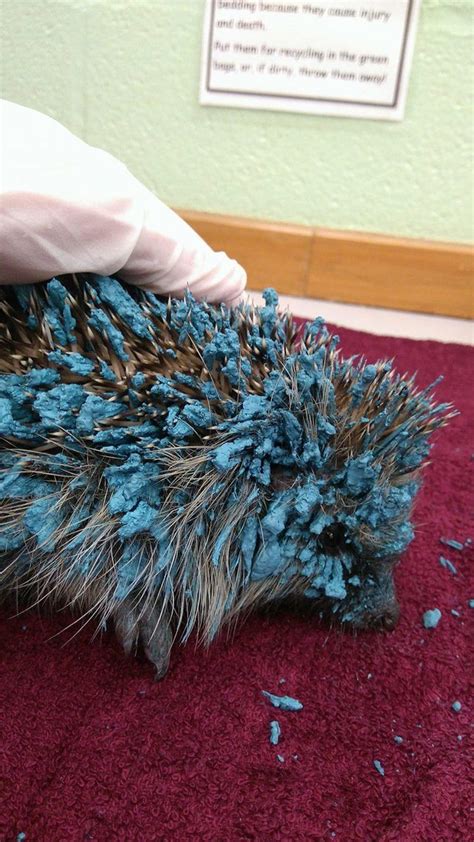 Real Life Sonic The Hedgehog Needs To Be Saved
