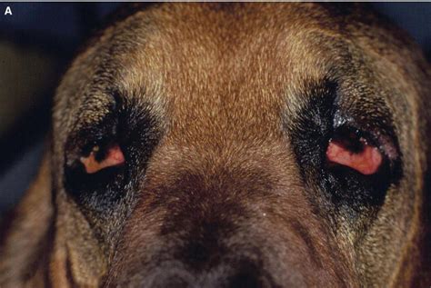 Canine Eyelids Veterian Key