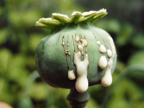 Ayurvedic Gyan Afim अफीमopium Poppy Papaver Somniferum