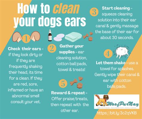 How To Get Cotton Balls In Dogs Ears