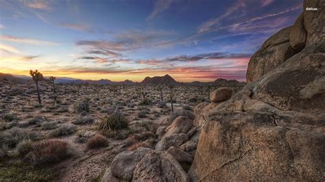 Joshua Tree Wallpaper 75 Images