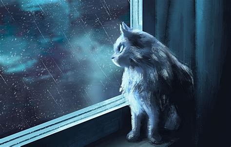 Cat Rain Wallpapers Top Free Cat Rain Backgrounds Wallpaperaccess