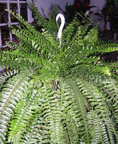 A Brief Introduction To Ferns Garden Column