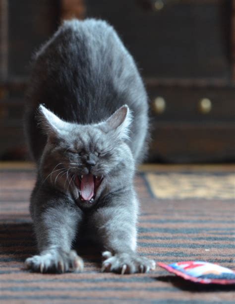 These Cats Will Make You Yawn Viral Cats Blog