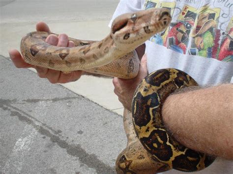 A snake in the grass is the fourth book in the lion king: Richmond Reptile Rescue: Columbian Red Tail - Cesar