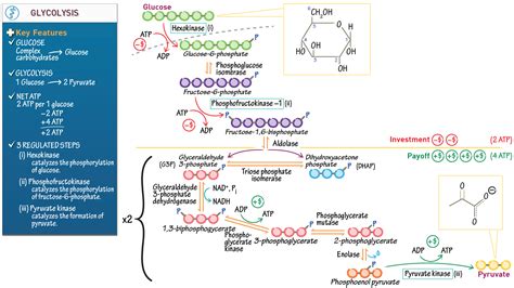 Mcat Biology And Biochemistry Glycolysis Ditki Medical And Biological