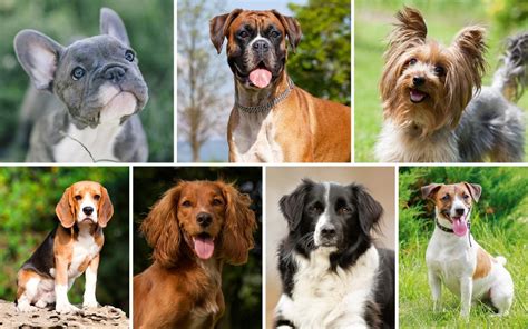 In fact there are many people who will still think that any white and small dog is a pomeranian. The 7 types of dog
