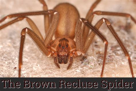 ‘tis The Season Of The Brown Recluse Spider Staying Safe 21st