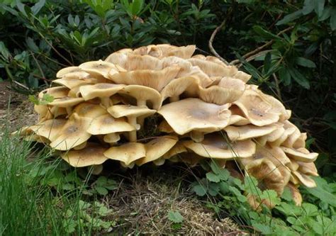 Armillaria Root Rot Mushrooms All Mushroom Info