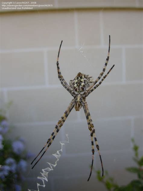 Black And Grey Striped Spider ~ Wolf Spider