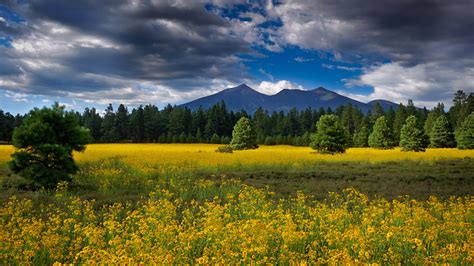 Flagstaff Arizona Meadow With Mountain Flowers Mount Humphreys And San