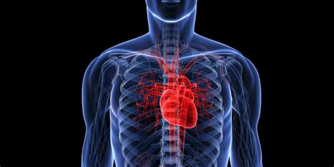 De Location Of Human Heart In Body Mar Webmds Heart Anatomy Page