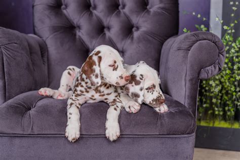 All purchases are covered with a 30 days 100% money back guarantee. Dalmatian Puppies: Cute Pictures And Facts - Dogtime
