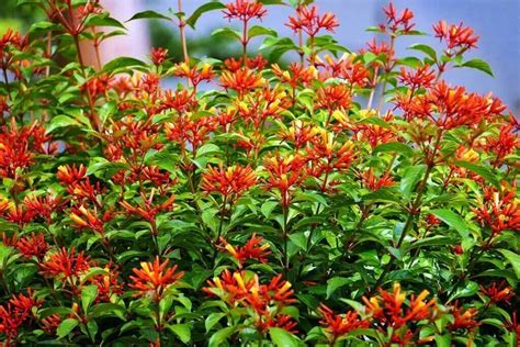 Firebush Dwarf I Live Plants I Hamelia Patens Compactal Vibrant Red