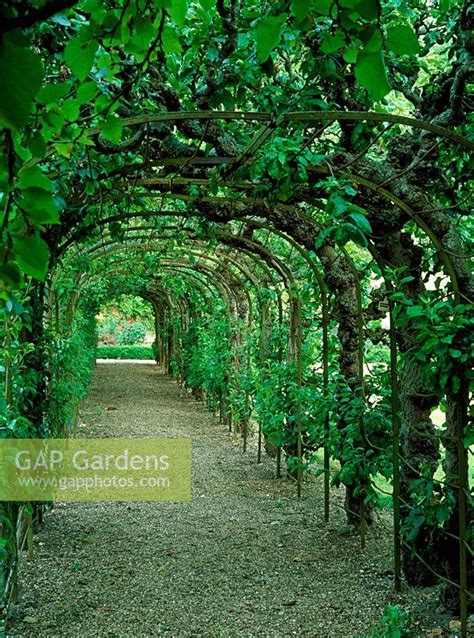 Gap Gardens Arched Walkway With Trained Fruit Trees Image No