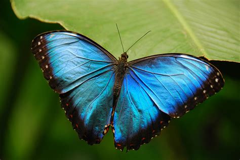 Blue Morpho Butterfly Photo Biological Science Picture