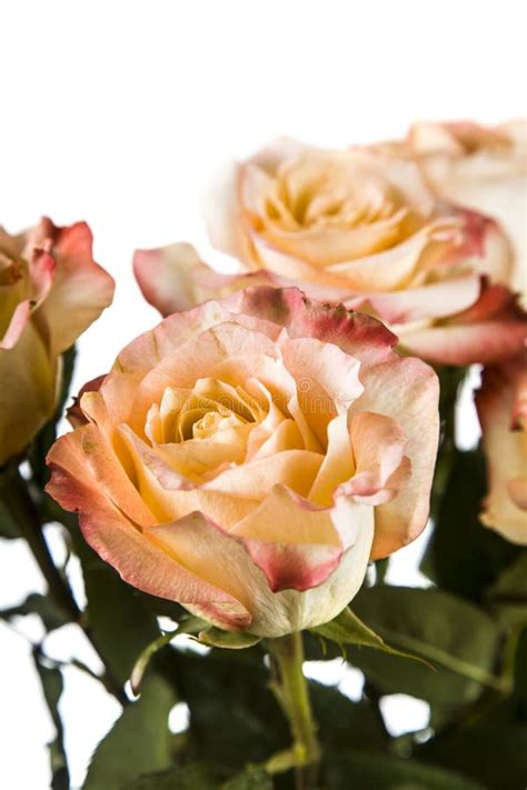 Flores Cor De Rosa Bonitas Na Chuva Imagem De Stock Imagem De Flor