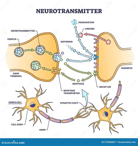 Neurotransmitter Process With Synapse, Vesicle And Receptors Outline