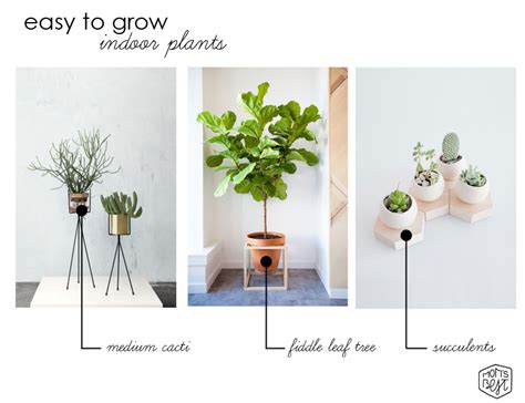 Cool Modern Design Trend Easy To Grow Indoor Plants Destination