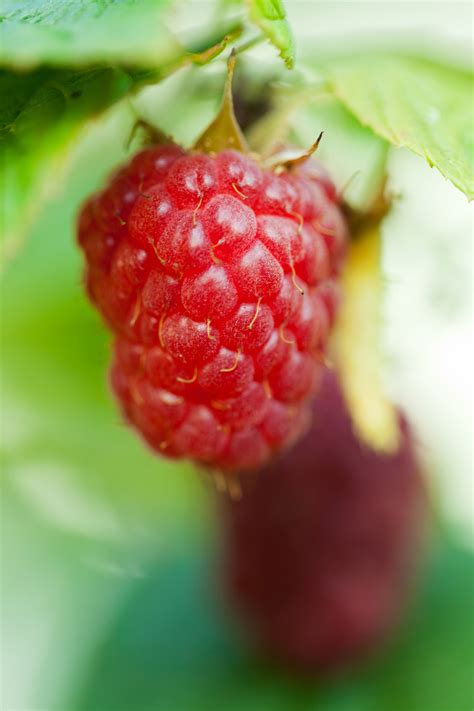 Growing Raspberry Free Stock Photo Public Domain Pictures