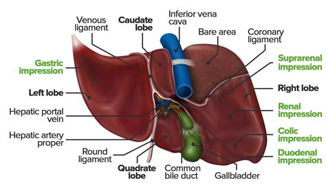 Label Diagram Of Liver