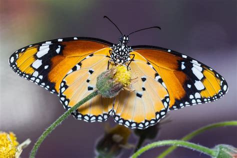 La Farfalla Normale Della Tigre Immagine Stock Immagine Di Antenne