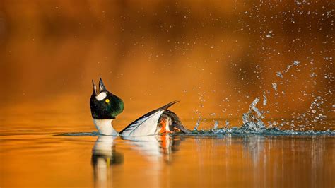 Winners And Honorable Mentions Of Bird Photographer Of The Year 2019