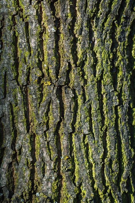 Tree Bark Texture Vertical Copyright Free Photo By M Vorel Libreshot