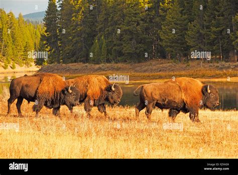 American Bison Buffalo Bison Bison Bulls At A River Usa Wyoming