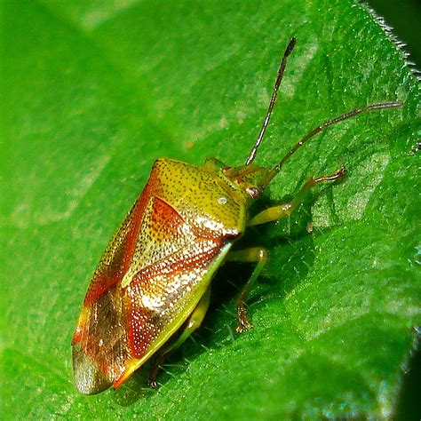 Heteroptera Elasmostethus Interstinctus Mick Talbot Flickr
