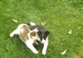 It's critical for puppies to learn this early on. Border collie and english shepherd mix puppies. for Sale ...