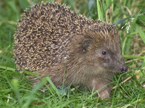 The Hedgehogs Life Discovering Their Quirks And Fascinating Habits