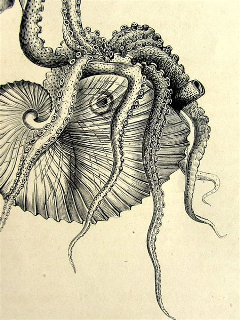 1860 Original Argonaut Mollusk Print Vintage Nautilus Sea Shell