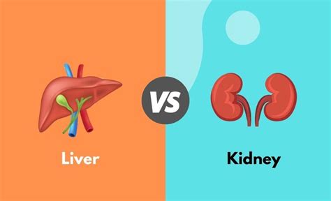 Liver Vs Kidney Whats The Difference With Table Diffzy Liver