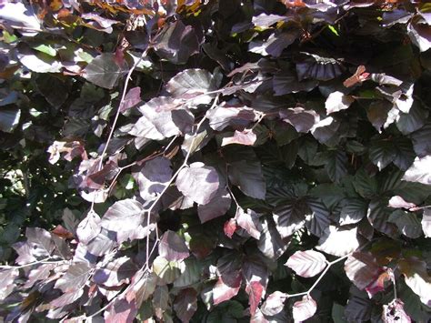 25 Copper Purple Beech Hedging 30 60cm Beautiful Strong 2yr Old Plants