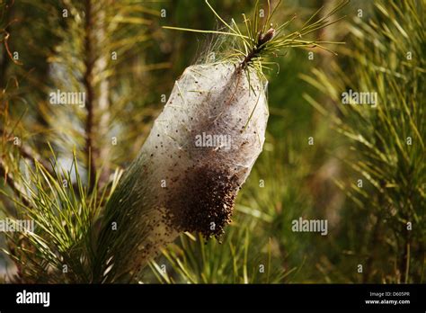 The Cocoon Like Nest Of Pine Processionary Caterpillars Thaumetopoea Pityocampa On A Tree In