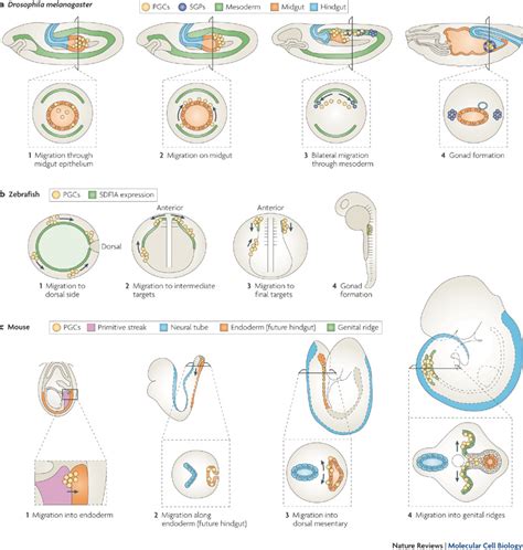 Primordial Germ Cell Development Embryology
