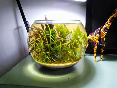 The back of the tank is a panel filtration system which contains a pump, filter media as well as other aquarium equipment. 17 Best images about Nano tank aquascape on Pinterest | 7 ...