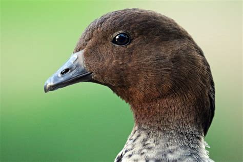 Australian Wood Duck Image Id 37408